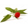 Price: €1.95 - Balloon Berry, Strawberry Raspberry Seeds - Seeds Gallery