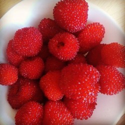 Balloon Berry, Strawberry Raspberry Seeds 0 - 4