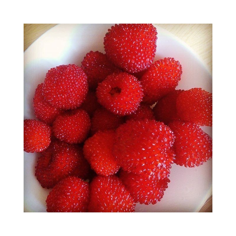 Price: €1.95 - Balloon Berry, Strawberry Raspberry Seeds - Seeds Gallery