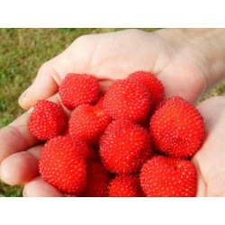 Balloon Berry, Strawberry Raspberry Seeds 0 - 5
