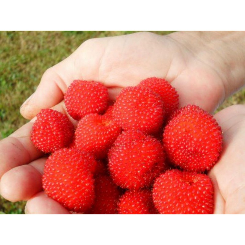 Price: €1.95 - Balloon Berry, Strawberry Raspberry Seeds - Seeds Gallery