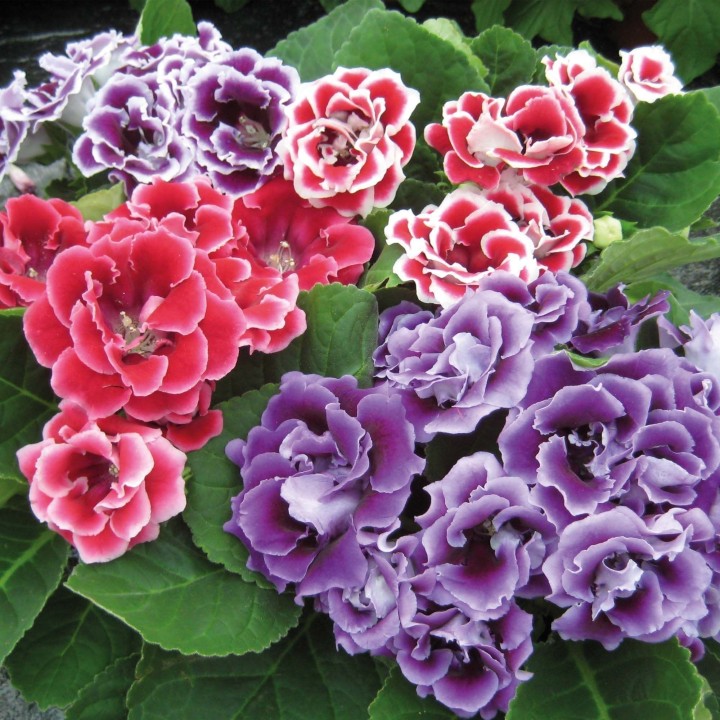 Gloxinia Brocade mix Pelleted seeds - 2.205