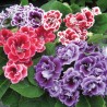 Price: €2.45 - Gloksinija Dupla Brocade mix Seme Cveca - 