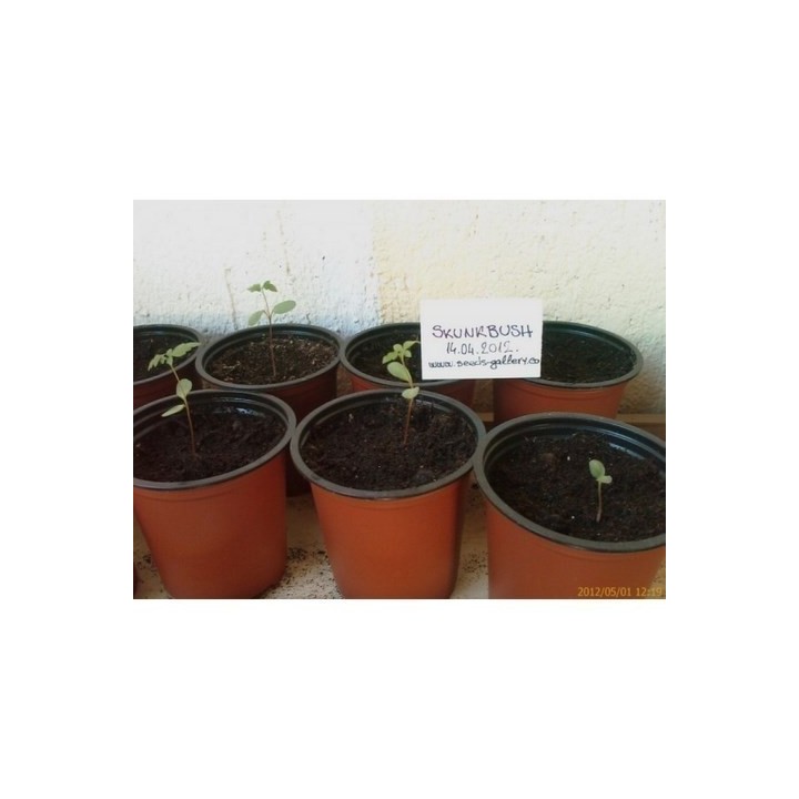 Skunkbush Sumac Seeds (rhus trilobata) - 340.139768