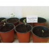 Price: €2.9 - Semi di RHUS TRILOBATA Frutta Esotica Sumac - 
