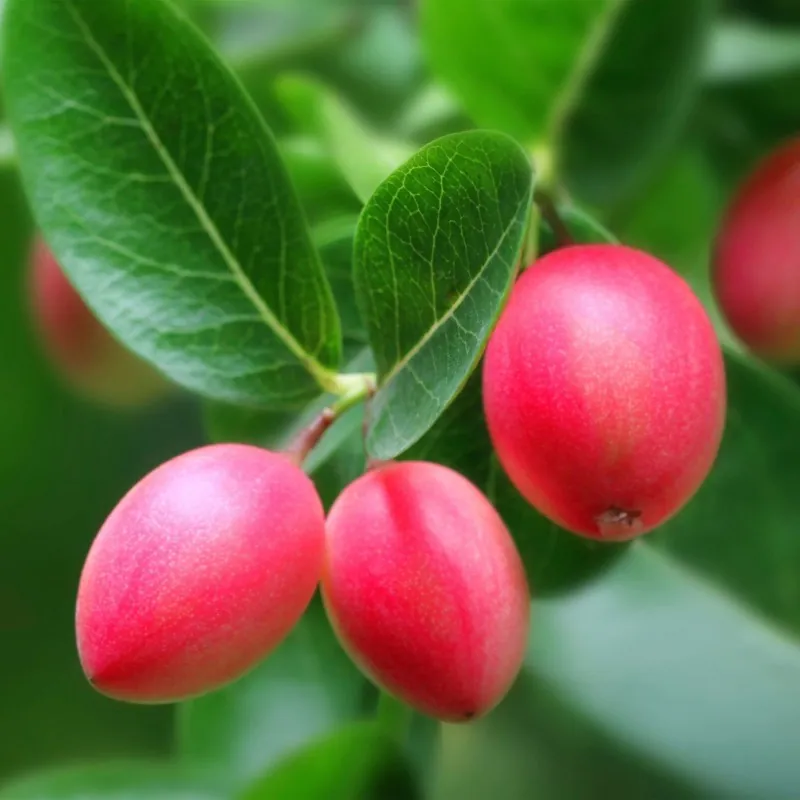 Semillas de CIRUELA DE NATAL (Carissa macrocarpa)