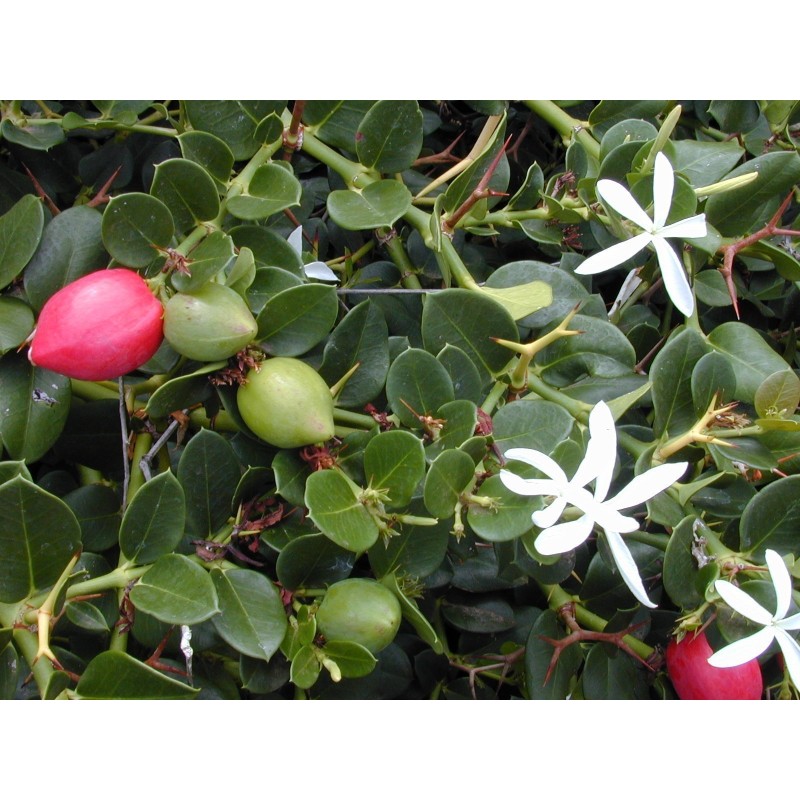 Semi di PRUGNA DEL NATAL (Carissa macrocarpa)