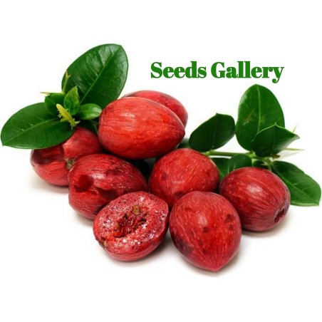 Semillas de CIRUELA DE NATAL (Carissa macrocarpa)