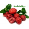Price: €2.5 - Σπόροι Καρίσσα (Carissa macrocarpa) - 