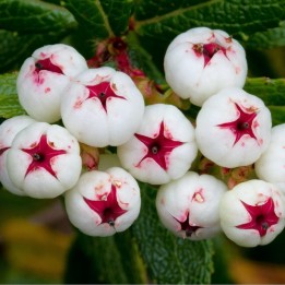Tasmanian Snow Berry Seeds - delicious fruits - 234.57915