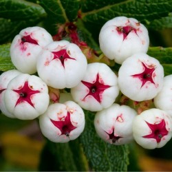 Price: €1.35 - Graines De Tasmanian Snowberry délicieux fruits -