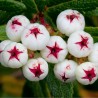 Price: €1.35 - Semillas de Tasmanian Snowberry bayas comestibles - 