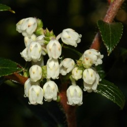 Frön Tasmanian Snowberry läckra frukter 1.35 - 1