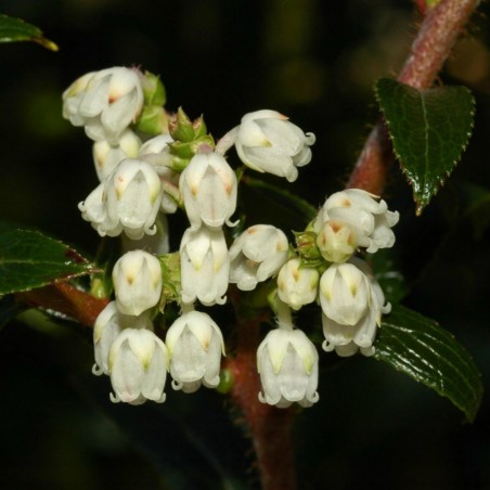 Price: €1.35 - Semillas de Tasmanian Snowberry bayas comestibles -