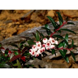 Frön Tasmanian Snowberry läckra frukter 1.35 - 2