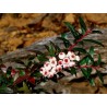 Price: €1.35 - Semillas de Tasmanian Snowberry bayas comestibles - 