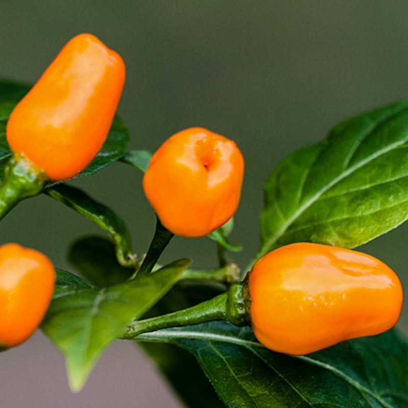 Cumari eller Passarinho Chili Frön (Capsicum chinense) 2 - 2