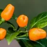Graines de Piments Cumari o passarinho (Capsicum chinense)