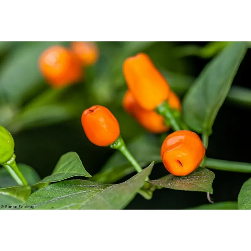 Graines de Piments Cumari o passarinho (Capsicum chinense)