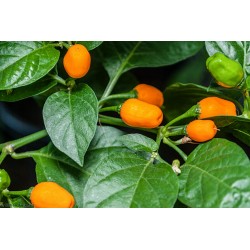 Sementes de Pimentão Cumari ou Passarinho (Capsicum chinense) 2 - 4