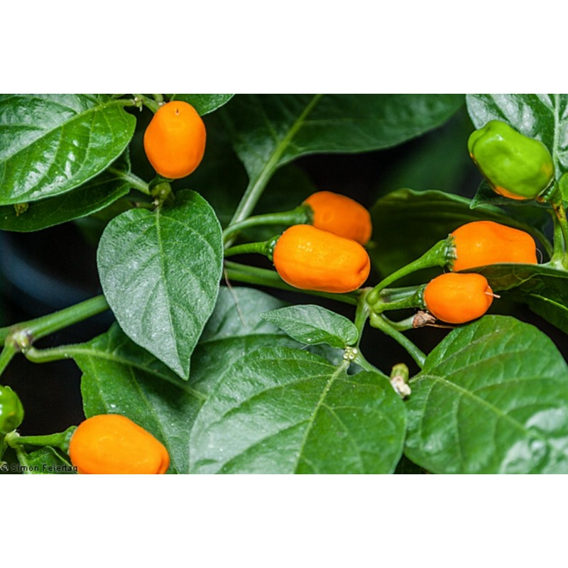 Price: €2 - Σπόροι τσίλι Cumari o Passarinho (Capsicum chinense) - 