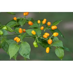 Cumari or Passarinho Seeds (Capsicum chinense) 2 - 5