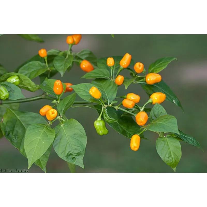 Graines de Piments Cumari o passarinho (Capsicum chinense)