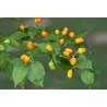 Graines de Piments Cumari o passarinho (Capsicum chinense)