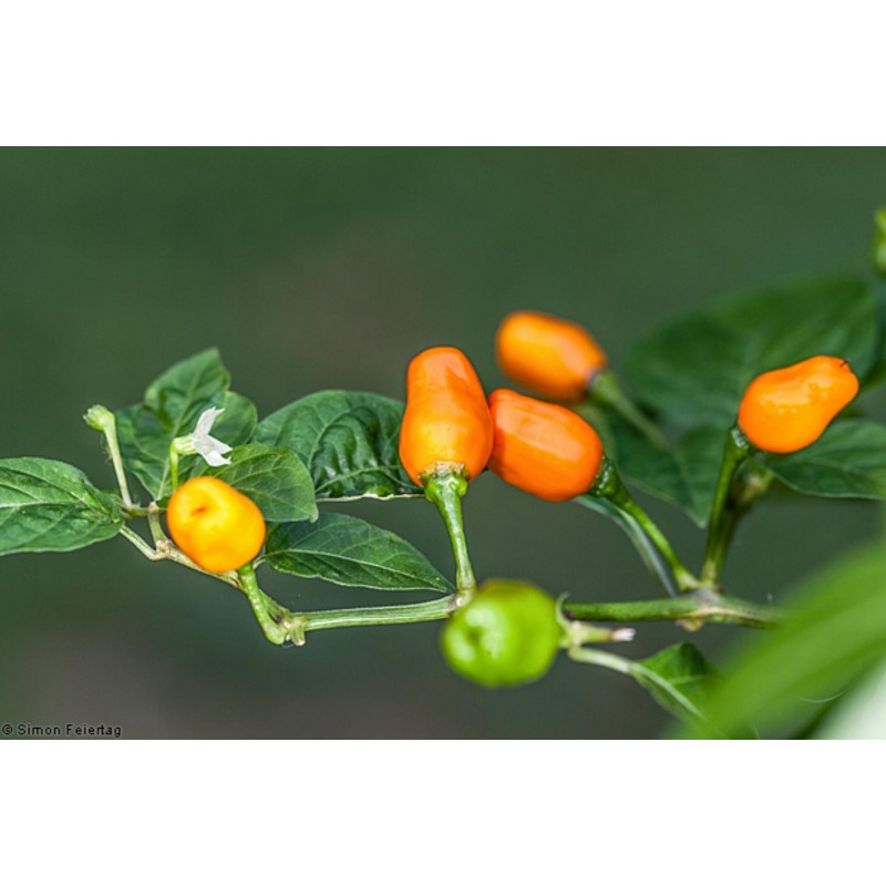 Price: €2 - Graines de Piments Cumari o passarinho (Capsicum chinense) - 