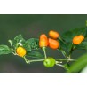 Price: €2 - Σπόροι τσίλι Cumari o Passarinho (Capsicum chinense) - 