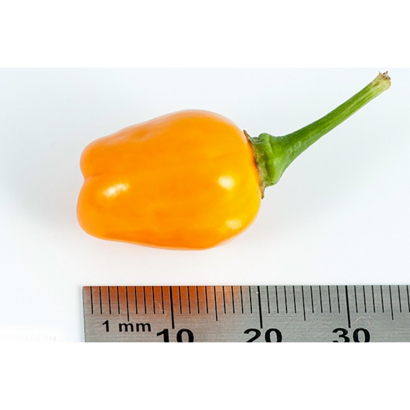Price: €2 - Σπόροι τσίλι Cumari o Passarinho (Capsicum chinense) - 
