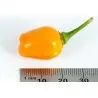 Graines de Piments Cumari o passarinho (Capsicum chinense)