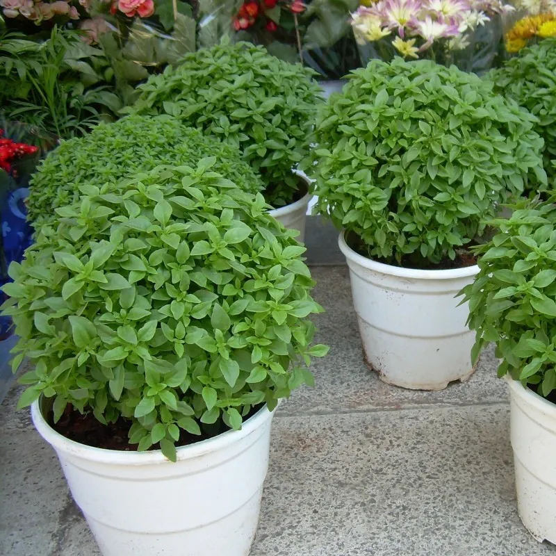Graines de Grec Basilic - Nain (Ocimum minimum)