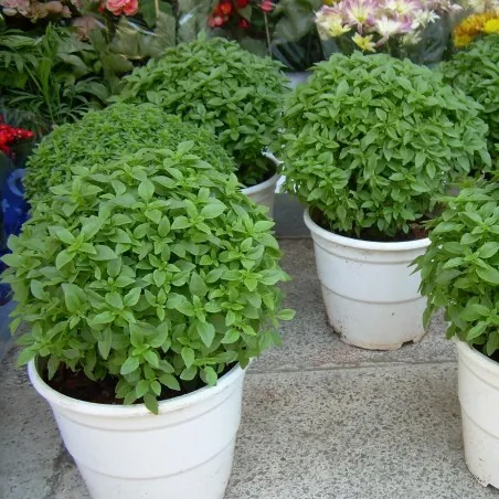 Graines de Grec Basilic - Nain (Ocimum minimum)