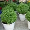 Semillas de Albahaca Griega (Ocimum minimum)