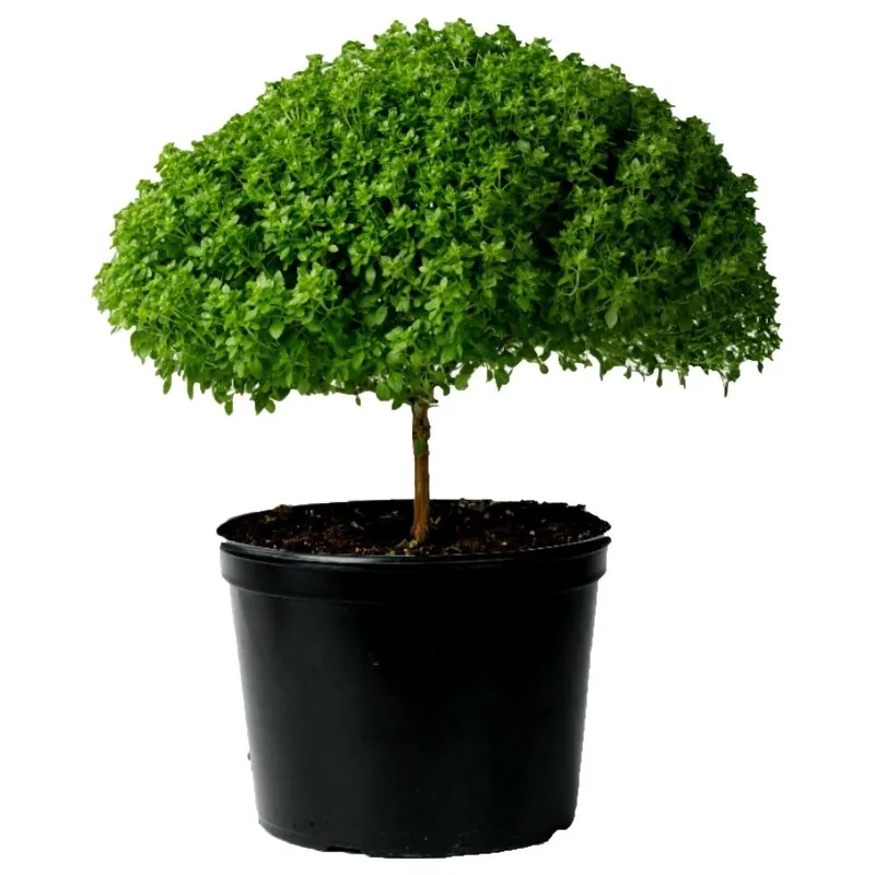Graines de Grec Basilic - Nain (Ocimum minimum)