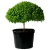Semillas de Albahaca Griega (Ocimum minimum)