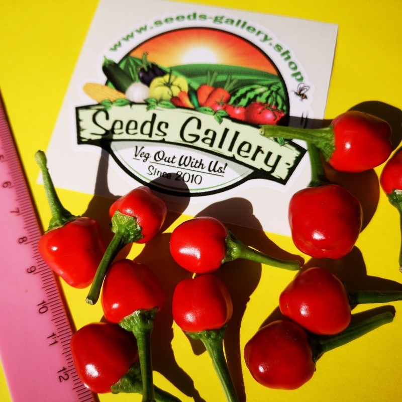 Price: €1.95 - West Virginia Pea Τσίλι Σπόροι - Seeds Gallery