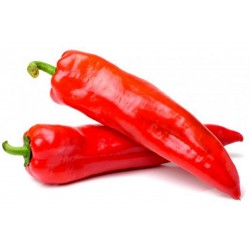 MARCONI RED Sweet Pepper Seeds 1.65 - 3