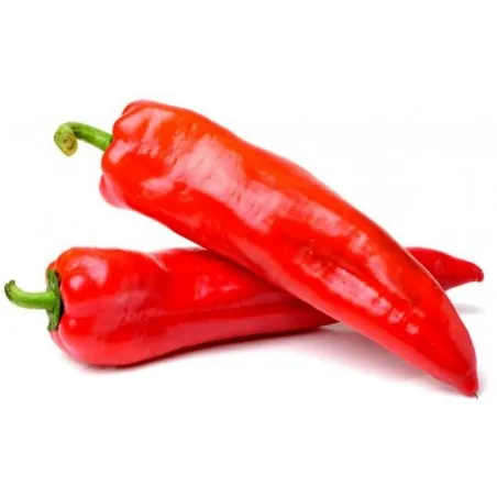 Graines de Poivron MARCONI ROUGE