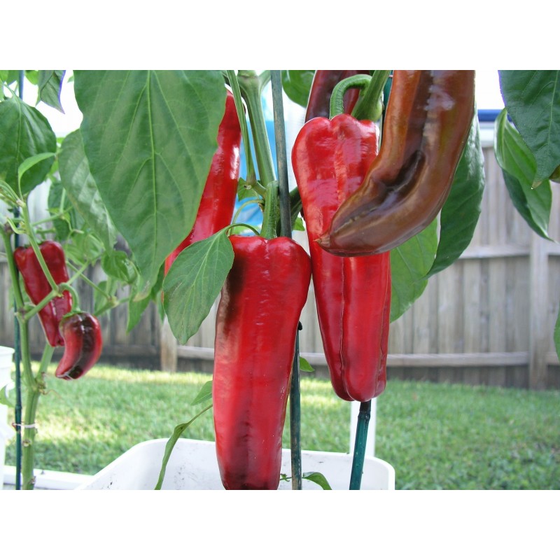 MARCONI RED Sweet Pepper Seeds | β¬1.65