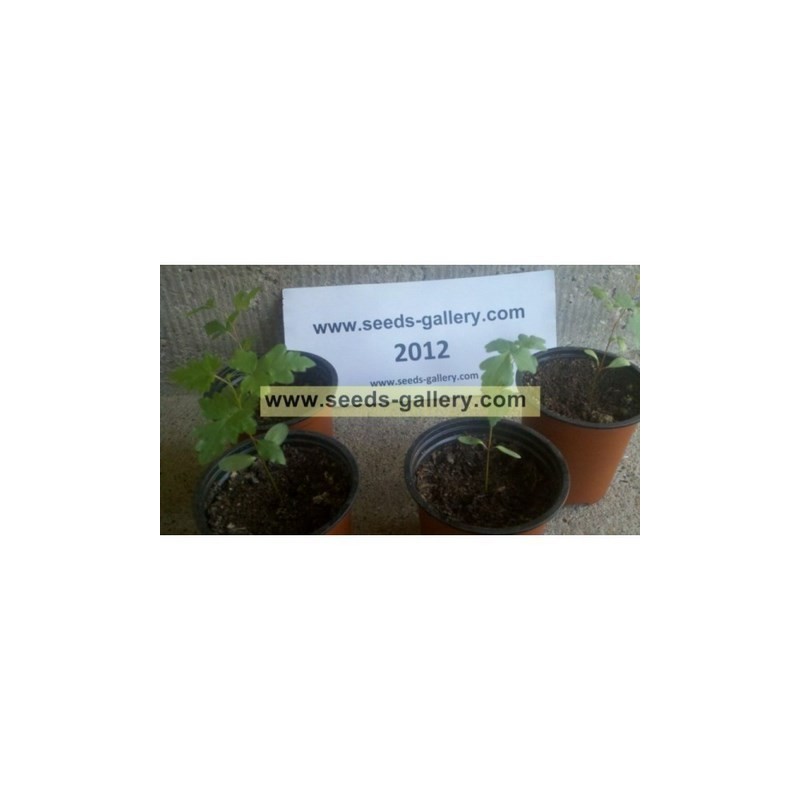 Price: €2.9 - Sementes de Skunkbush Sumac (rhus trilobata) - 