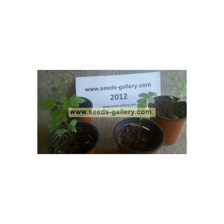 Skunkbush Sumac Seeds (rhus trilobata) - 340.139768