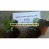 Price: €2.9 - Semillas Rhus trilobata Skunkbush Sumac, Indian Lemonade - 