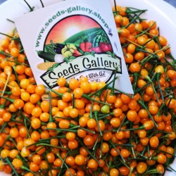 Price: €20 - Getrocknete Charapita-Früchte mit Samen - Seeds Gallery