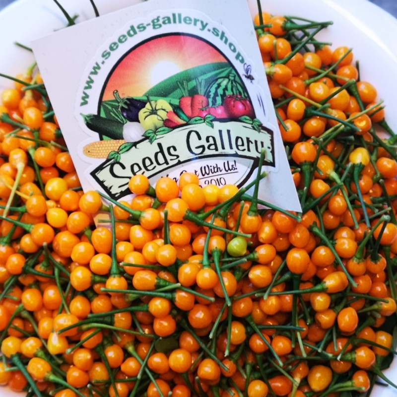 Getrocknete Charapita-Früchte mit Samen