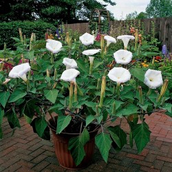 Gemeine Stechapfel Samen - Weiße Stechapfel (Datura stramonium) 2.25 - 1