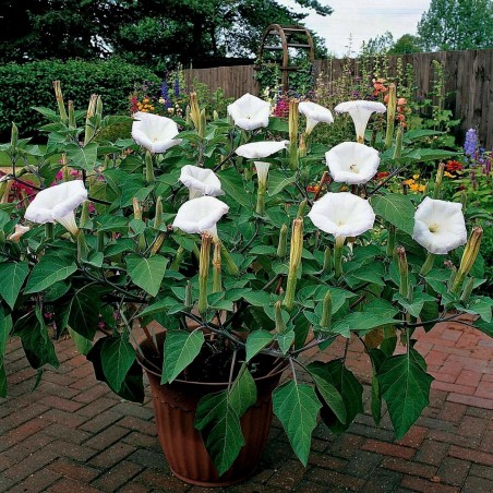 Price: €2.25 - Semillas de Estramonio (Datura stramonium) - Seeds Gallery