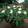 Price: €2.25 - Gemeine Stechapfel Samen - Weiße Stechapfel (Datura stramonium) - Seeds Gallery