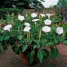 Στραμώνιο σπόροι ( Datura stramonium)